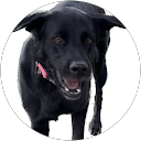 Patricia robic girard profile picture