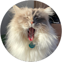 Noëlle Gallou profile picture